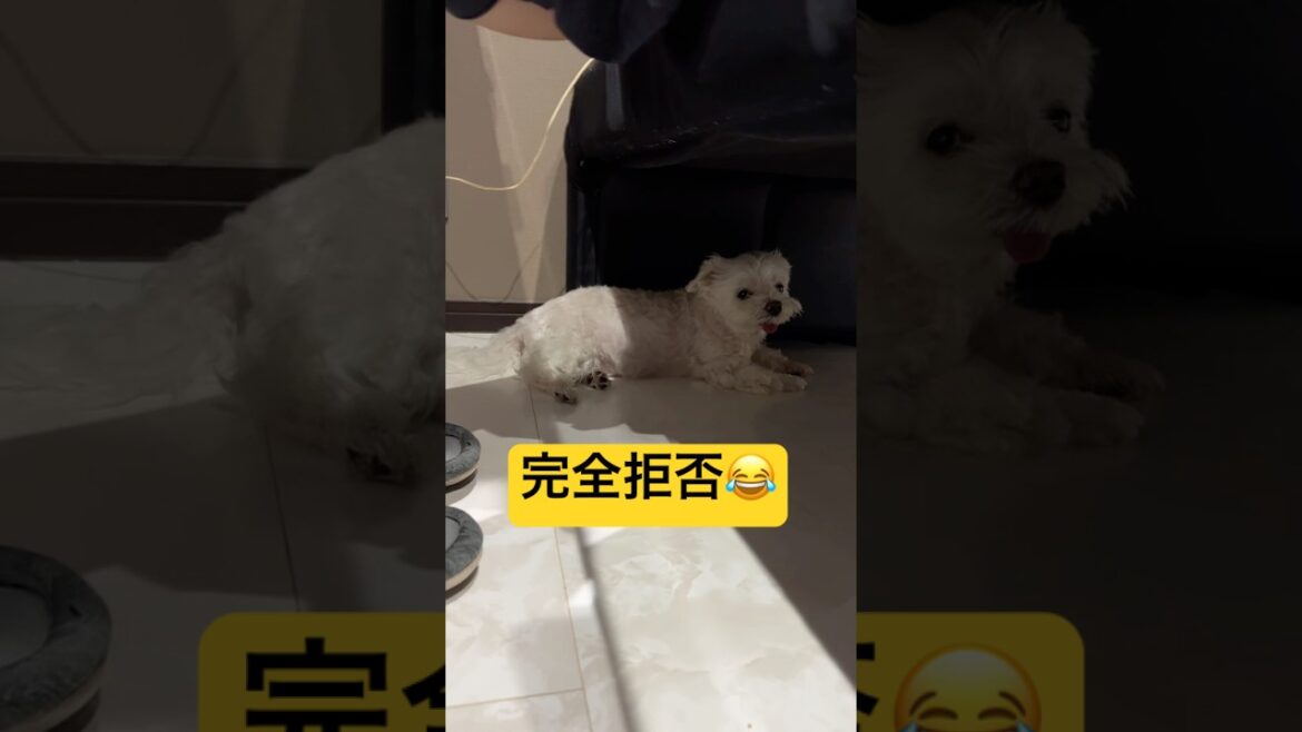 ツンデレだとこうなる😂😂😂#shorts #可愛い犬 #マルチーズ