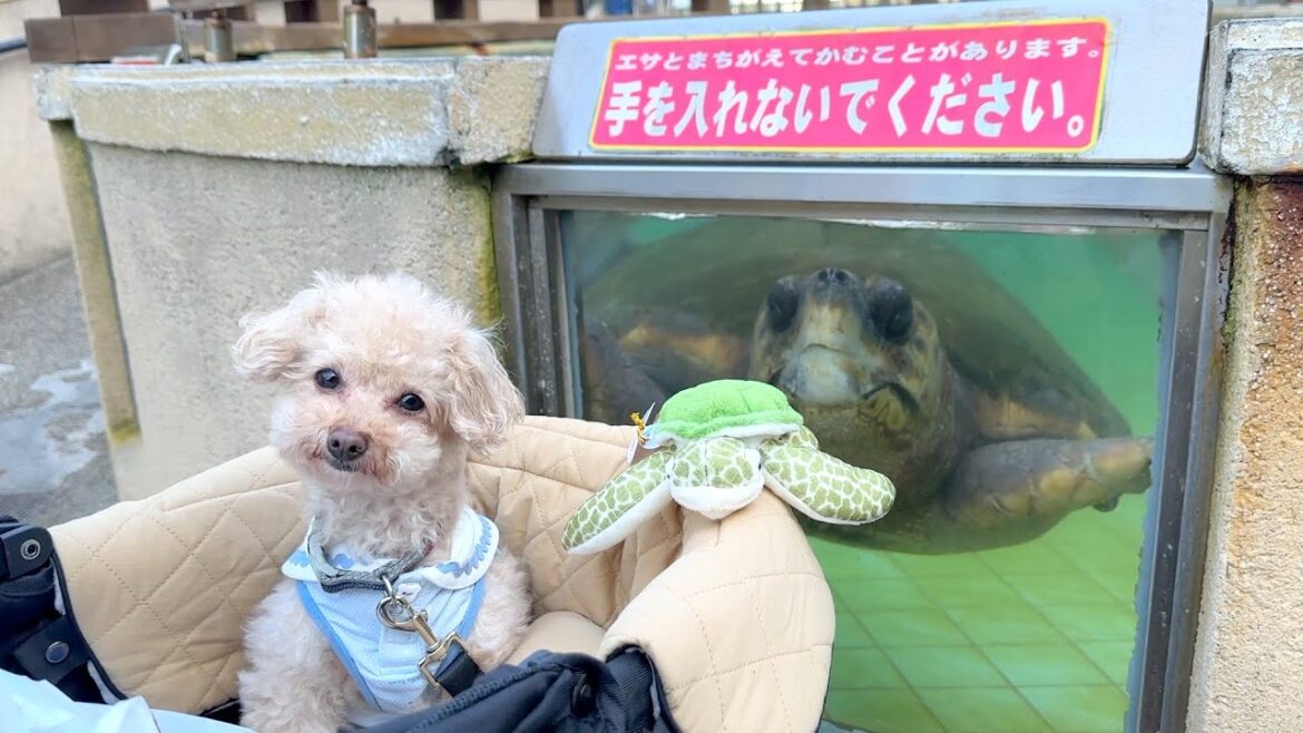 水族館デートの未公開シーン
