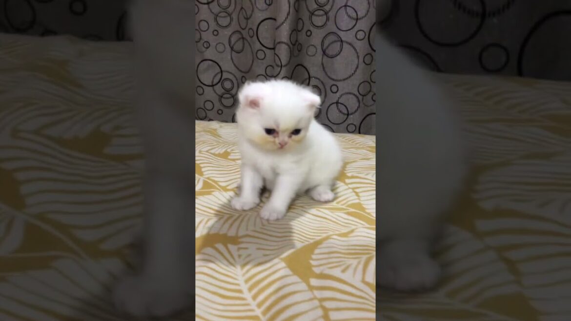 cute sweet coco of 17 days♥️🥰♥️ #cat #cute #kitten #cutecat #子ネコ #好きな子猫 #赤ちゃん #kucinganggora