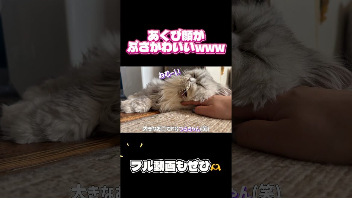 あくび顔がぶさかわすぎるペルシャ猫つらら😹 #猫 #ペルシャ猫