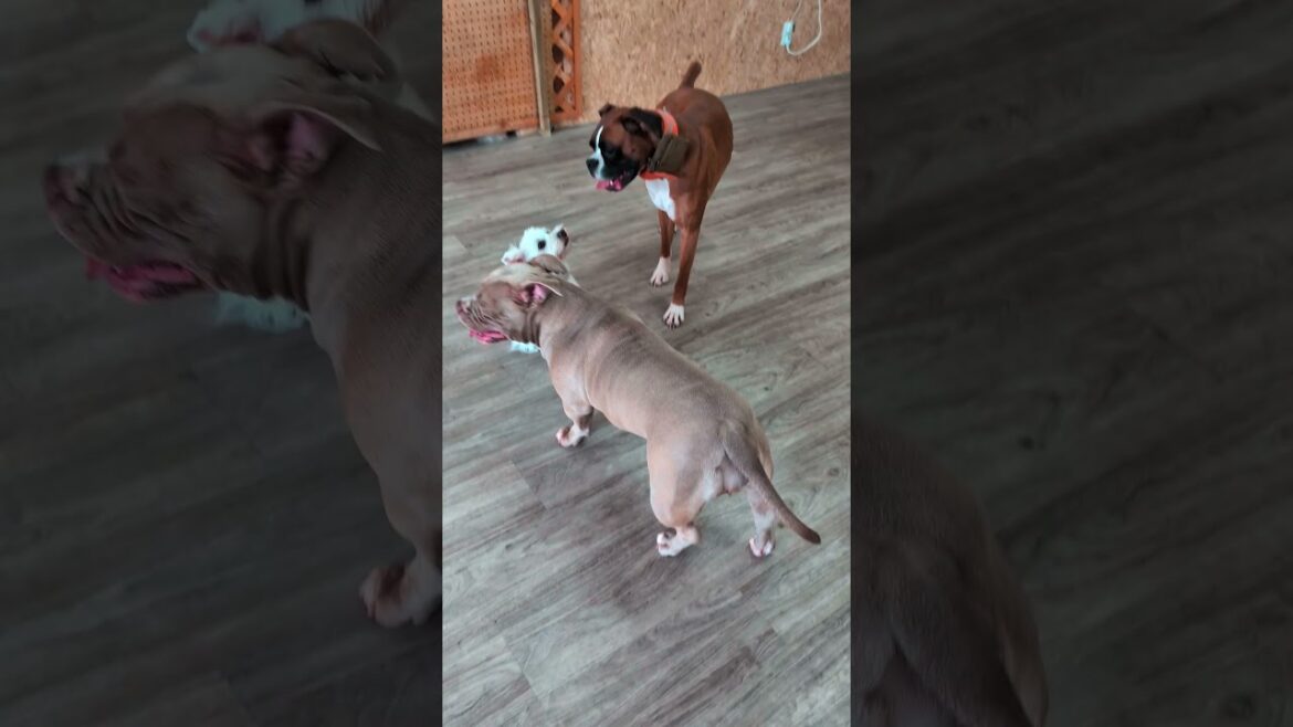 死んだふりを習得したウェスティ #ボクサー犬 #ドッキリ #面白集 #犬のいる生活 #コントチャンネル #大型犬のいる生活 #アメリカンブリー #ウェスティ