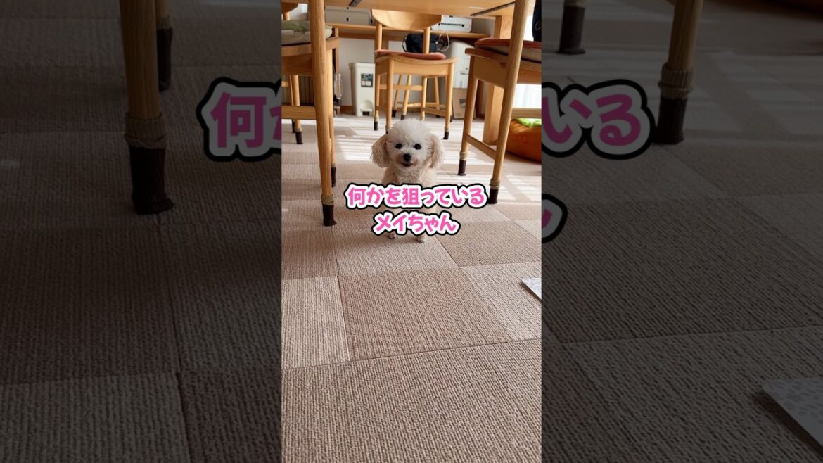 ママがヒマになったら即行動！甘えに来る姉妹が癒しすぎる #shorts #元保護犬 #トイプードル