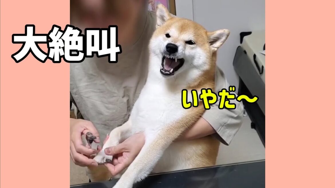 爪切り嫌だ‼️大絶叫する柴犬としつけ上手な母親