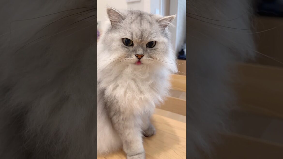 おやつをシェアする猫兄妹 【サイベリアン】 #Shorts