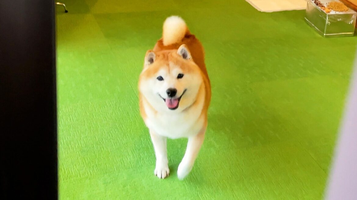 １年ぶりの避難先の旅館に大喜びし、開催されたかくれんぼ大会で早くも優勝をかっさらう柴犬