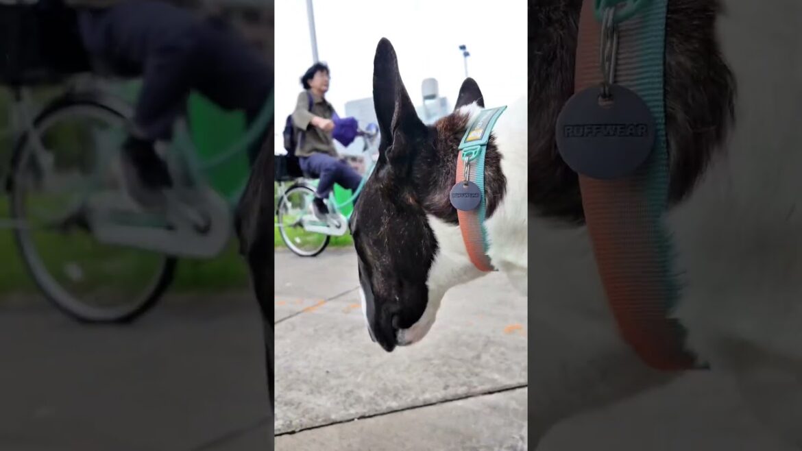 犬のブルテリアたま 久々川崎詣で #shorts #スタンダードブルテリア #ブルテリアのいる暮らし #大型犬のいる生活 #散歩 #ラゾーナ川崎