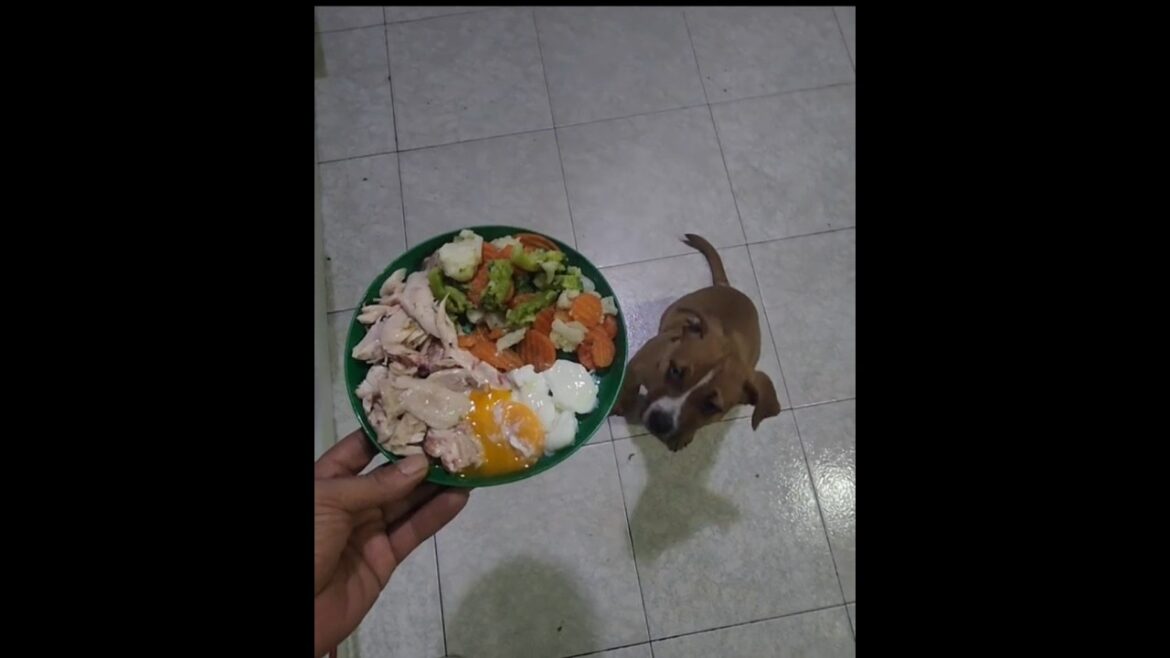 Desayuno/Cena De Lujo para mi American Staffy: ¡Nutrición 100% Natural!” Desayuno/Cena De Lujo para mi American Staffy: ¡Nutrición 100% Natural!"
