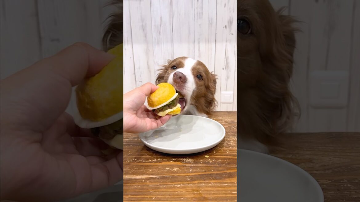 月見バーガーをお上品に食べる犬と羨ましがる犬が可愛い😂🍔【ボーダーコリー】#asmr 月見バーガーをお上品に食べる犬と羨ましがる犬が可愛い😂🍔【ボーダーコリー】#asmr