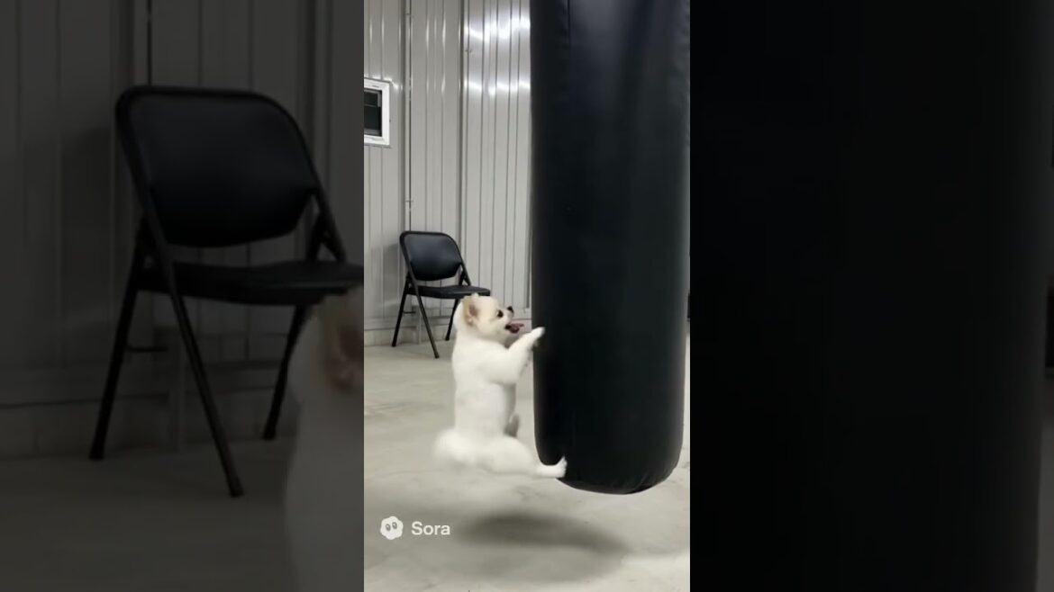 シャクレ犬がボクシング！サンドバックの殴り方が予想外！#sora2 #ai