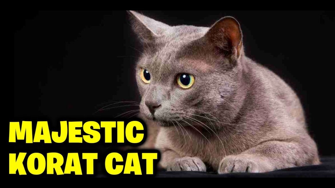 The Majestic Korat Cat-A Closer Look Into This Ancient Breed