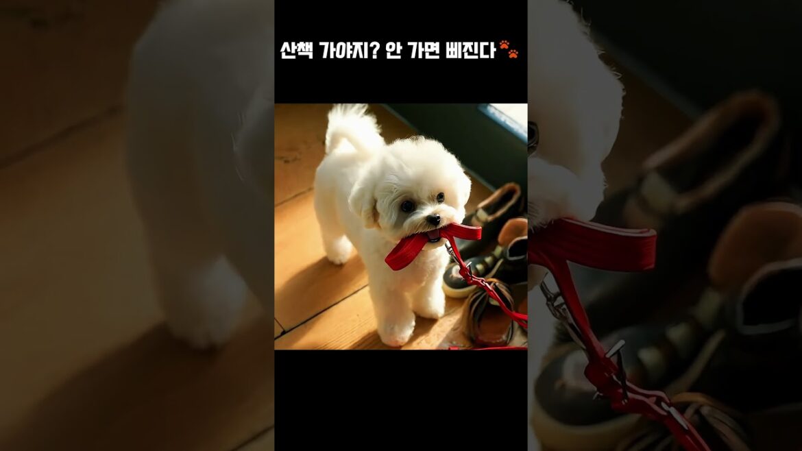“빨리 나가자!”「早く行こう！」という瞳には、世界へのワクワクが詰まっている。 #cute #adorable #pets #puppy #funny