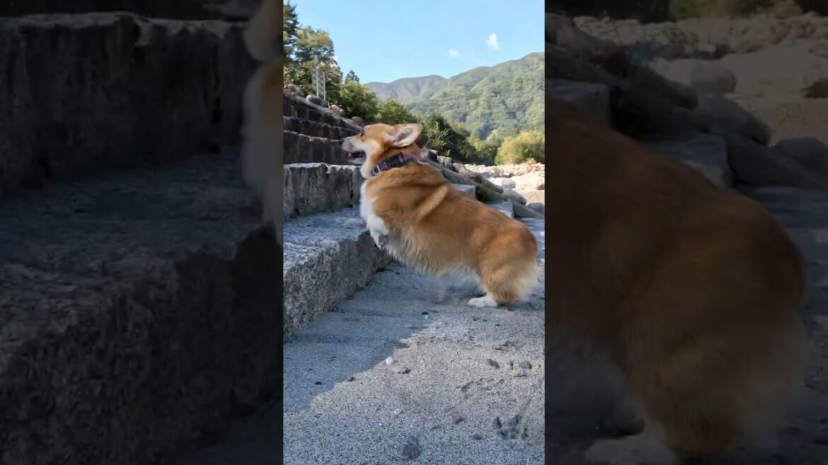 河原から上がるコーギー / The Corgi moving up from the riverbank. #コーギー #corgi #サクラ