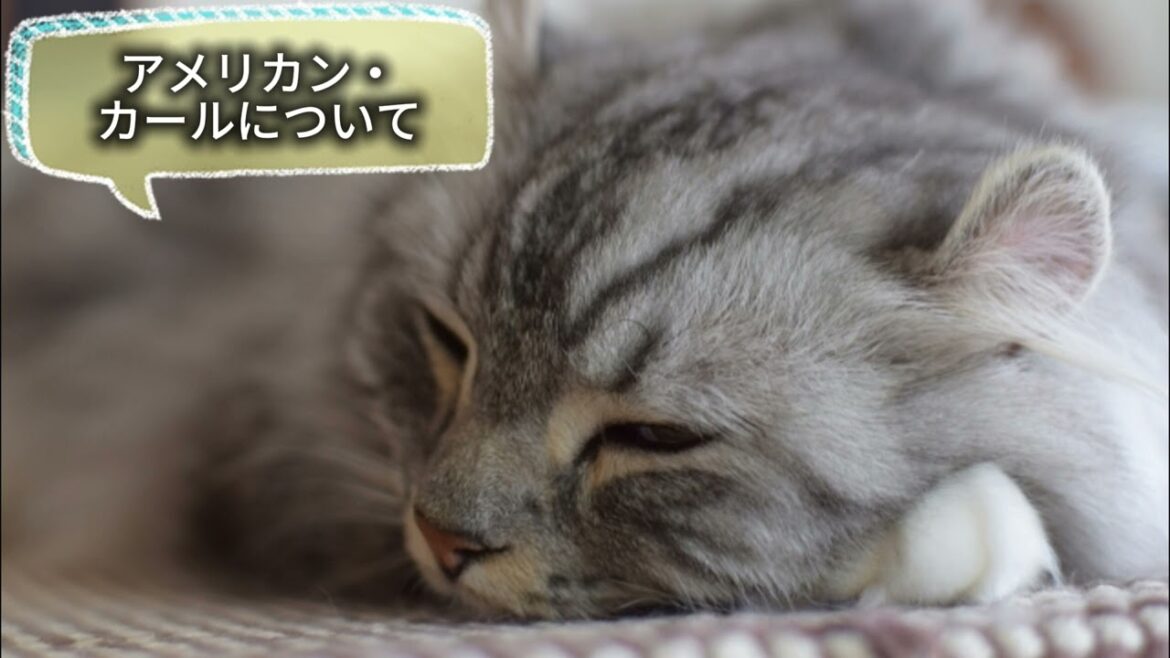 【アメリカン・カールについて】