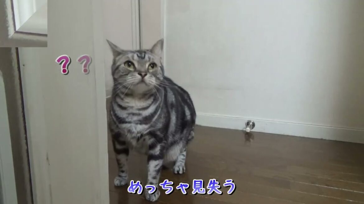猫の驚くべき追尾能力・・・が？あれ？（アメリカンショートヘア）