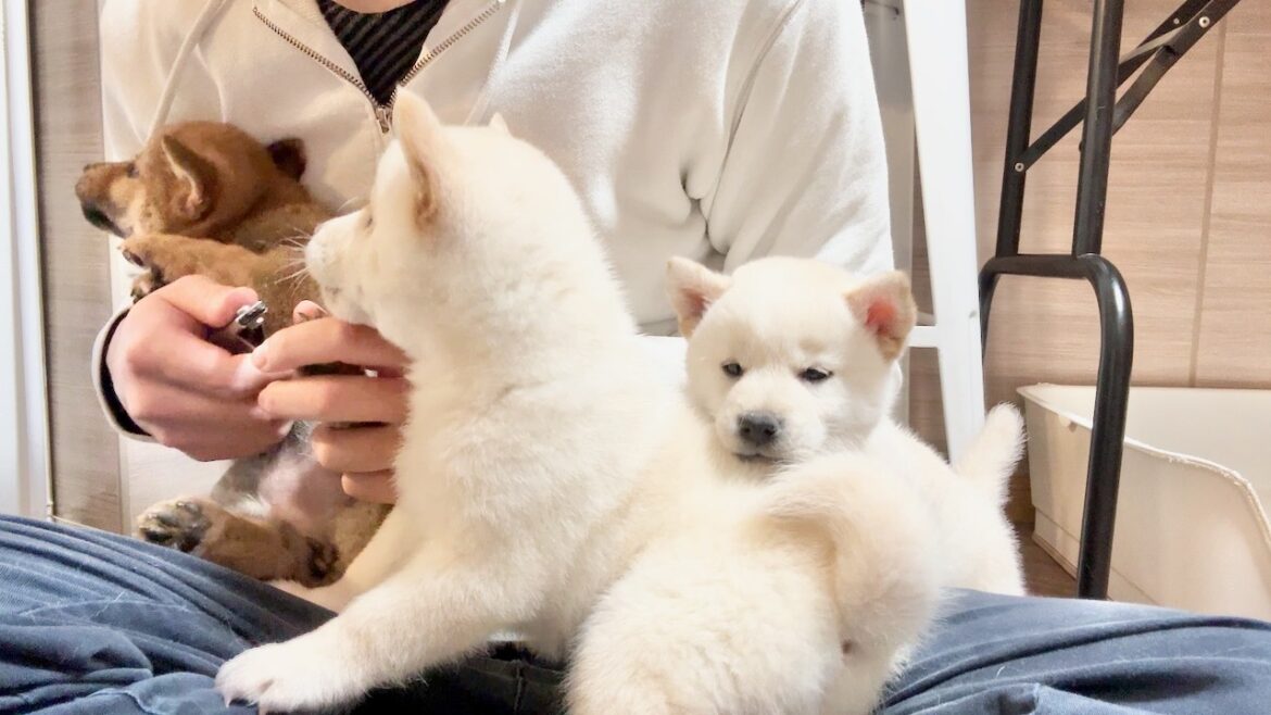 【柴犬 子犬】気にしたら負けな子犬たちの爪切りの様子はこちら