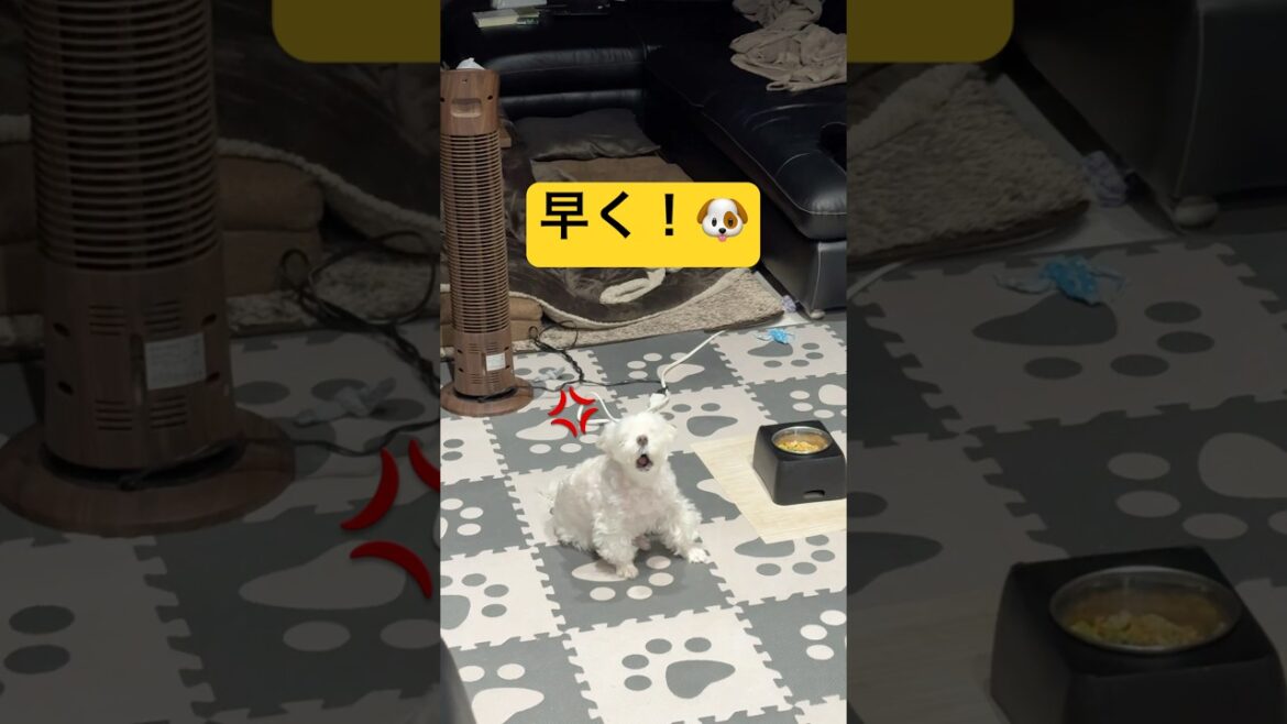 もうそのルーティンやめて🤣🤣🤣#shorts #可愛い犬 #マルチーズ
