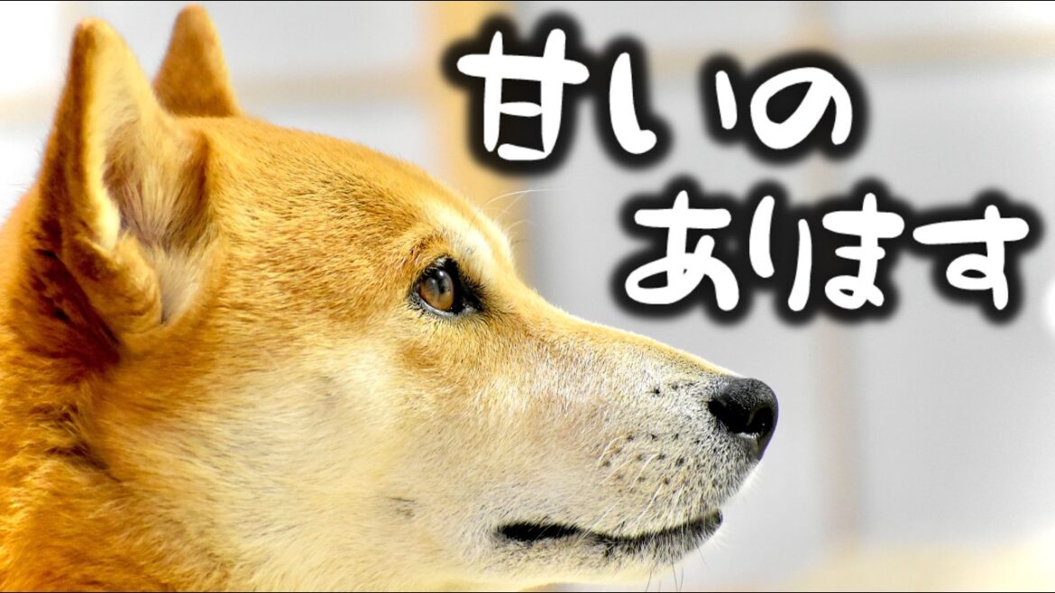 くまのプーさんにお知らせすべきブツを発見した柴犬こむぎ