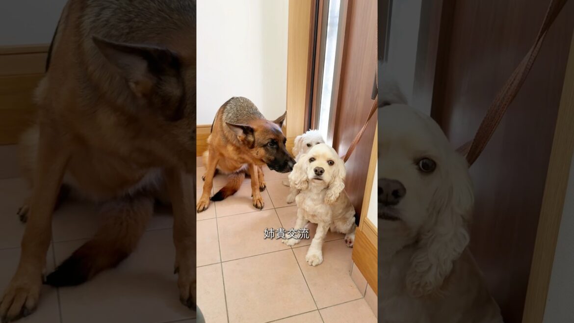 【short vlog】とある犬たちの日常 3-1 #チワワ #シェパード #ウルフドッグ #doglibre #犬のいる生活