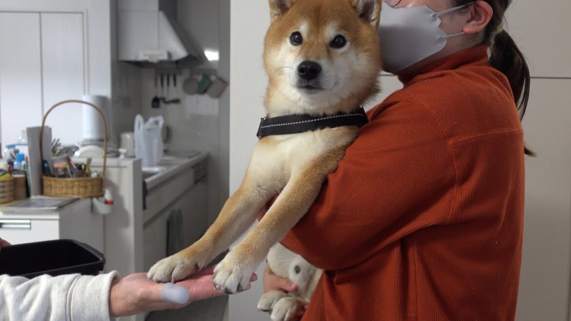 大変なことがあったので柴犬ハチと急遽実家へ。