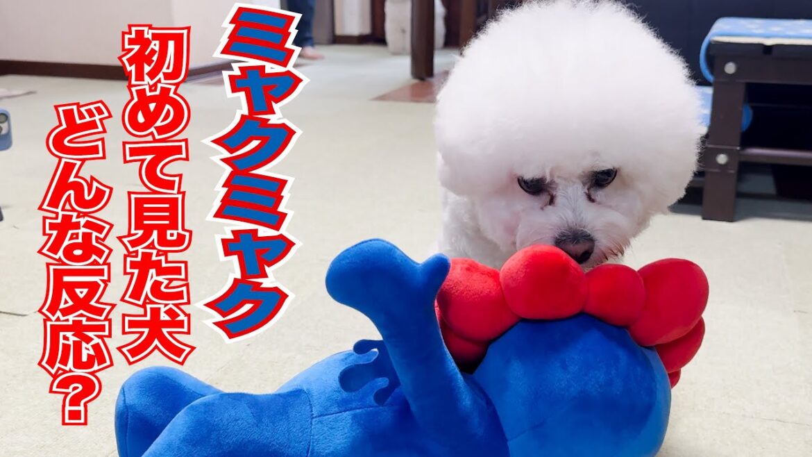 【検証】ミャクミャクを初めて見た犬どんな反応？【ビションフリーゼ】大阪関西万博