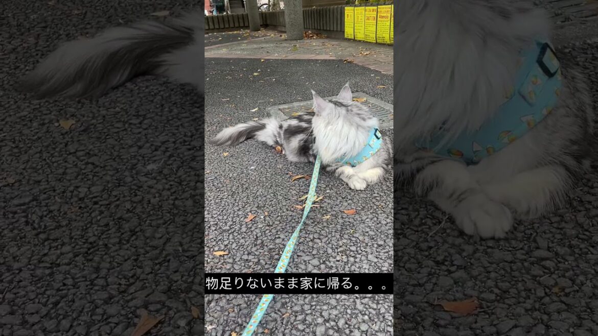 メインクーンのハンティング日 #メインクーン #mainecoon #ラグドール #ragdoll #猫のいる暮らし  #cat