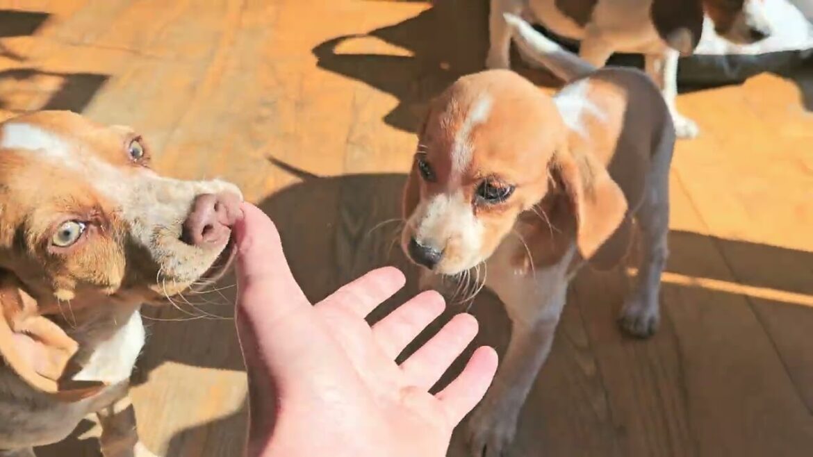 Beagle puppies explore the house and meet Niblet the kitty