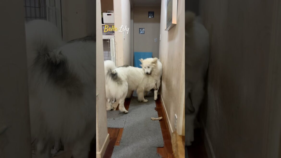 Belle ベル Lily リリー #greatpyrenees #todaysrunrun #グレートピレニーズ #今日のルンルン