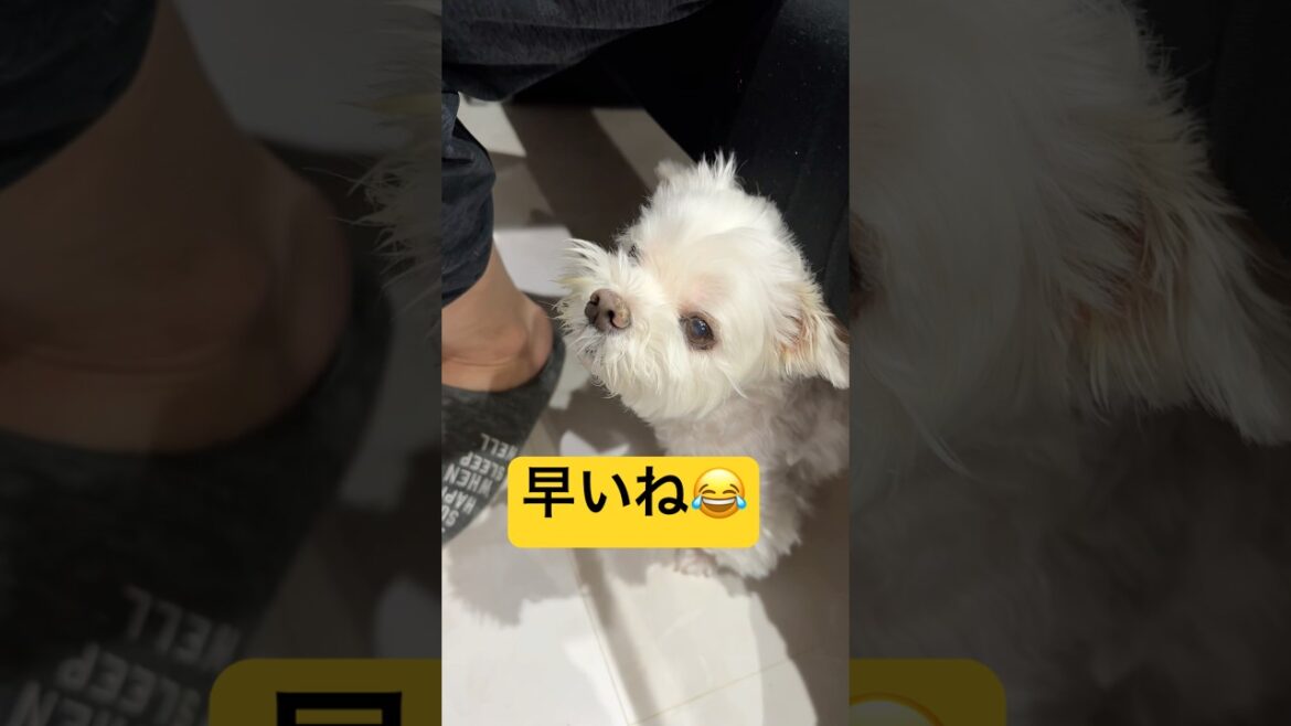おやつを作り始めるとこうなる🤣🤣🤣#shorts #可愛い犬 #マルチーズ