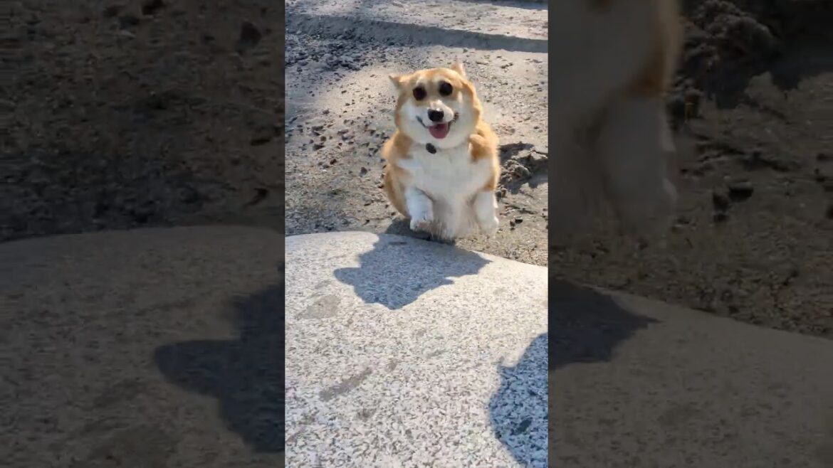 岩に登って下りるコーギー / A Corgi climbing up and down the rock. #コーギー #corgi #サクラ