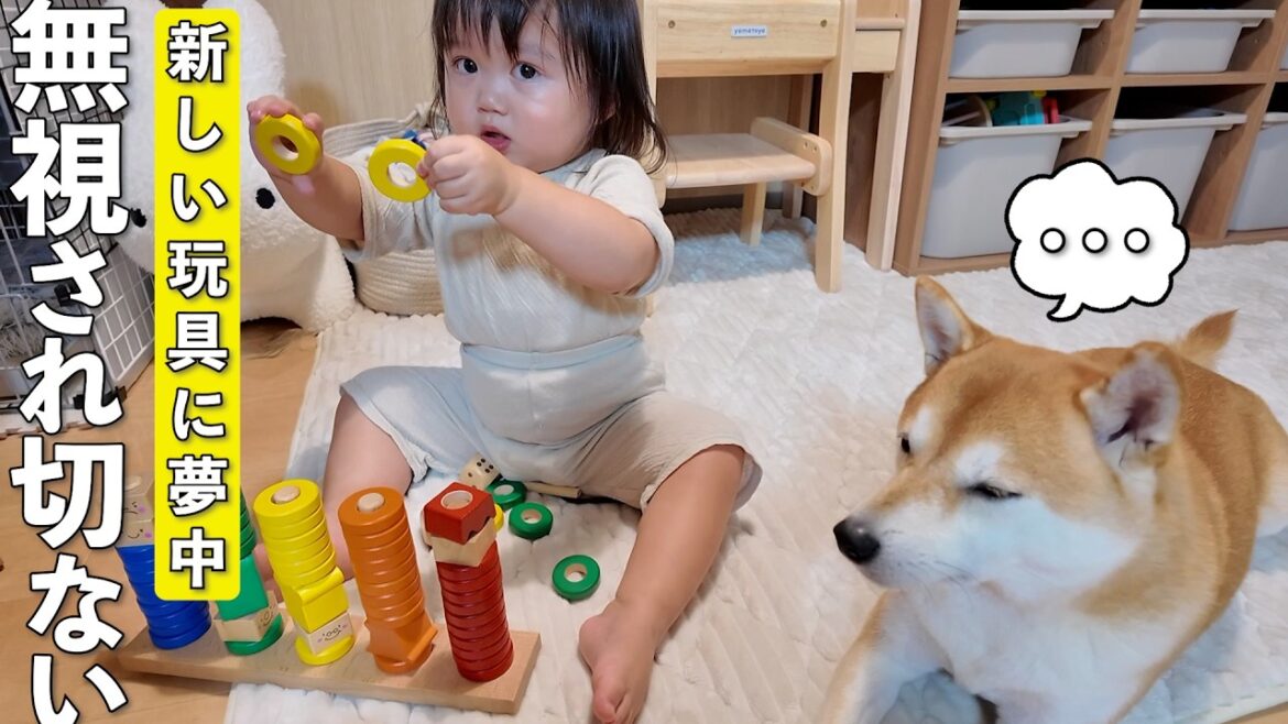 新しい玩具に夢中な2歳娘に構って欲しい柴犬がこちらです笑