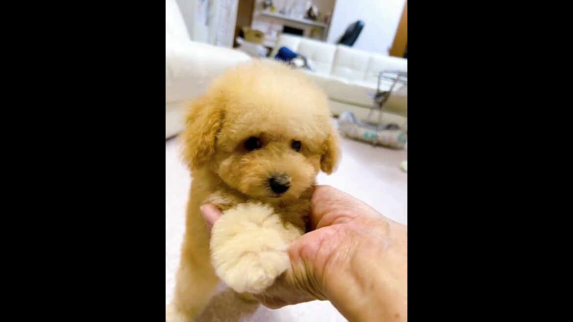 Bhttps://petsalon-duke.com/reservation/DKX45421 #トイプードル #toypoodle #癒し、可愛い男の子