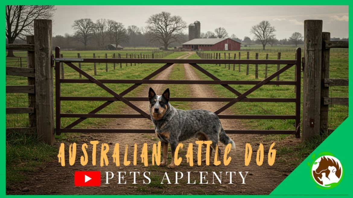 最も賢い牧羊犬に会いましょう! | オーストラリアン・キャトル・ドッグ 最も賢い牧羊犬に会いましょう! | オーストラリアン・キャトル・ドッグ