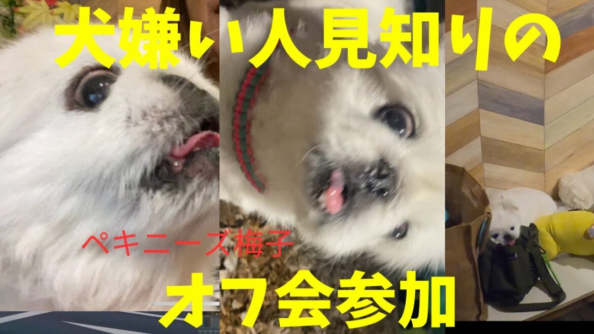 人見知りの犬嫌い【ペキニーズ】梅子　オフ会へ行く