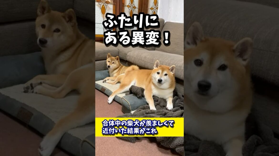 合体中の柴犬が羨ましくて近付いた結果がこれ #shibadog #柴犬 #sibainu  #犬のいる生活 #shorts