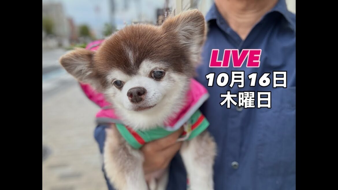 朝から激しく降る雨☂️傘がない！【イチくんのチャンネル】がライブ配信！