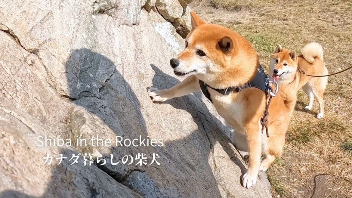 岩山が好きすぎてボルダリングにまで挑戦し始めた柴犬 [4K]