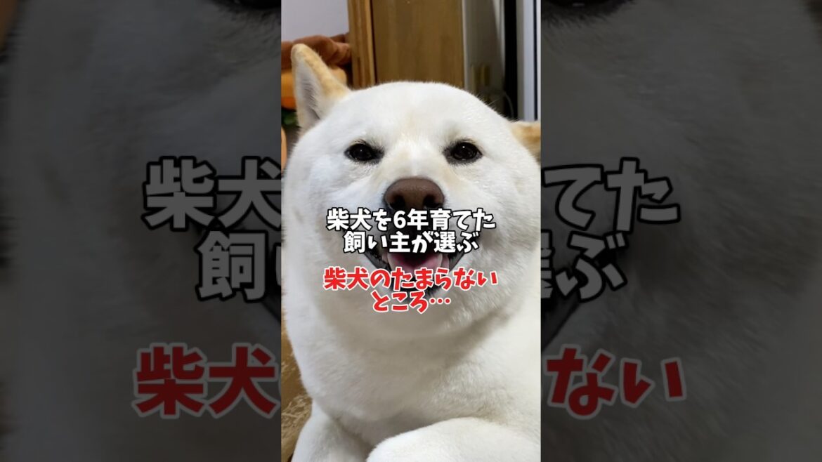 柴犬ってたまらなく可愛いんです🥰　#shorts #柴犬 #犬 #dog