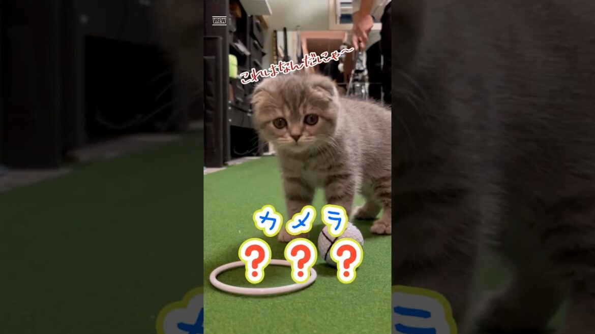 パットゴルフの練習を邪魔するにゃんこ