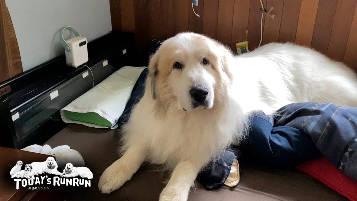 お父さんの目を盗んでベッドでのんびりしていたアランです　Great Pyrenees　グレートピレニーズ
