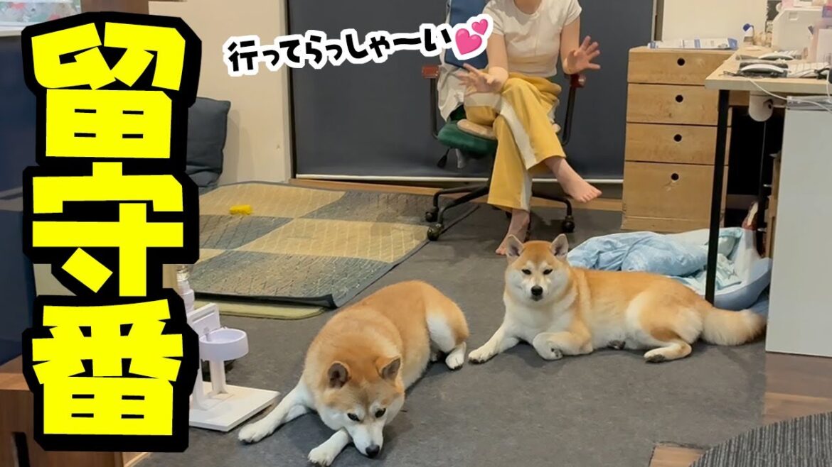 初めて一晩、娘と柴犬姉妹だけで留守番させたら…波乱の結末に 初めて一晩、娘と柴犬姉妹だけで留守番させたら…波乱の結末に