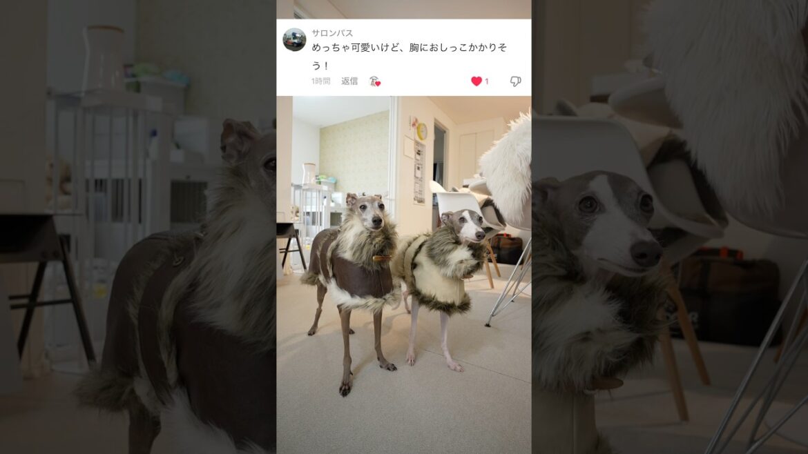 コートめっちゃ可愛いけど、胸におしっこがかかりそう!?イタグレ#shorts コートめっちゃ可愛いけど、胸におしっこがかかりそう!?イタグレ#shorts
