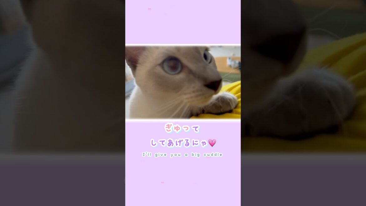 ぴとっ🐾そっと寄り添う編🐱ジャンプ抱っこで心までぎゅっ💗【猫 トンキニーズ】Pito🐾 Snuggle 🐱 Jump Hug 💗【Tonkinese】#猫 #トンキニーズ #ジャンプ抱っこ