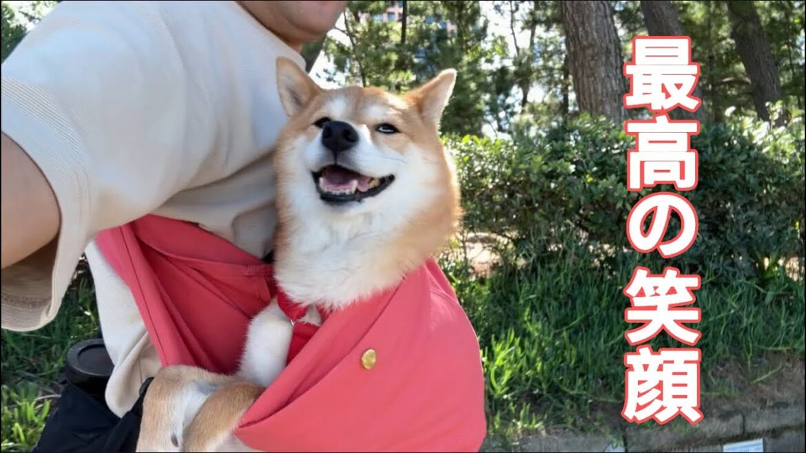 大好きなスリングに揺られてテンション爆上がりな柴犬が可愛い