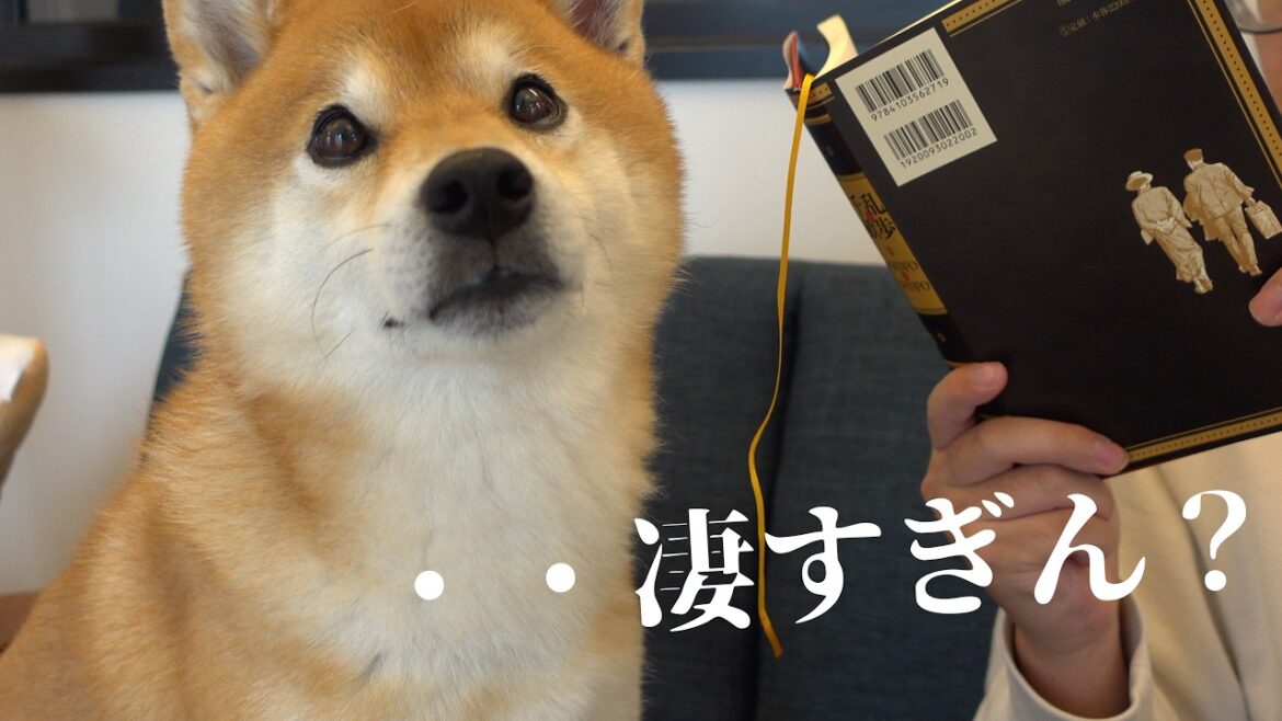 柴犬ハチでも手に追えない事態が、これ。