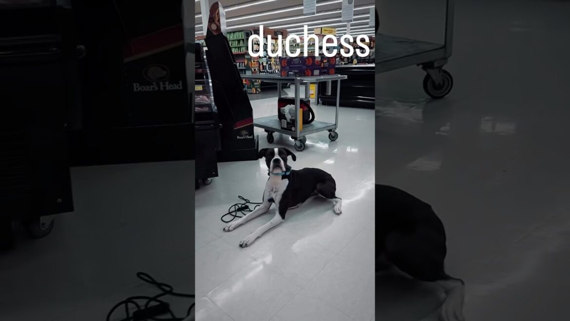 Boxer goes Grocery Shopping #dogtraining #boxer #arizona #looseleashwalk