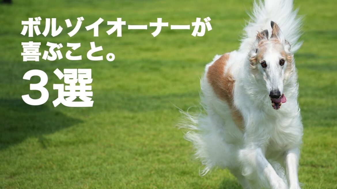 【3選シリーズ】ボルゾイと暮らし始めて、はや6年!「ボルゾイオーナーが喜ぶこと3選」考えてみました♪ 【3選シリーズ】ボルゾイと暮らし始めて、はや6年!「ボルゾイオーナーが喜ぶこと3選」考えてみました♪