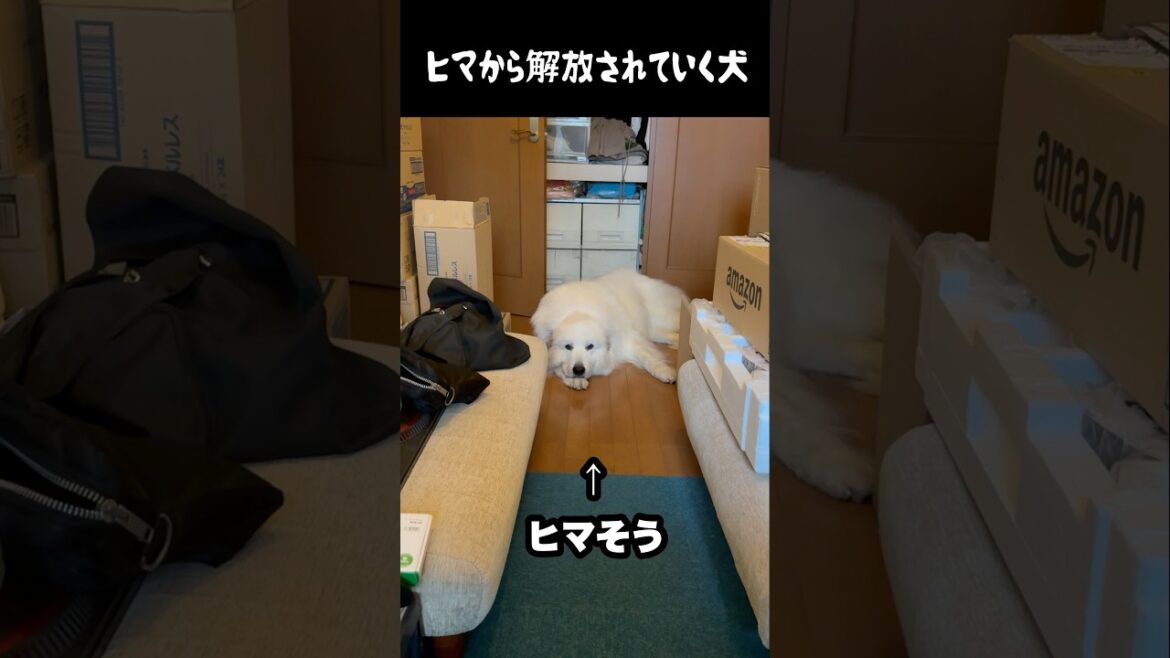 暇から解放されていく愛犬　#greatpyrenees #癒し #大型犬のいる生活 #大型犬と暮らす #大型犬 #グレートピレニーズ #犬のいる生活 #可愛い #愛犬 #ペット