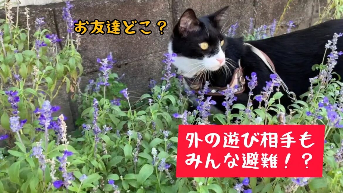 ふられた猫は、トボトボおにゃん歩へ行くしかありませんでした…