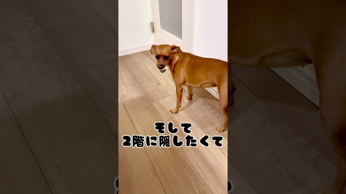 こてつ&こむぎ 10月17日#shorts#犬のいる暮らし#dog #ミニピン#ピンシャー #ペット #犬のいる暮らし #ミニチュアピンシャー#犬#minpinlife#minpin