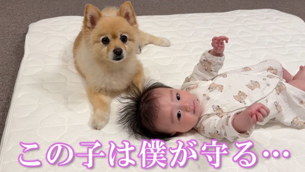 赤ちゃんと3ヶ月間一緒に生活したポメラニアンがこうなりました 赤ちゃんと3ヶ月間一緒に生活したポメラニアンがこうなりました